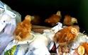 Ασυνείδητος πέταξε ζωντανά κοτοπουλάκια σε κάδο σκουπιδιών στη Καστοριά! [video]