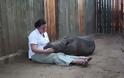 Μωρό ρινόκερος κοιμάται το βράδυ με ανθρώπινη παρέα! [video] - Φωτογραφία 6