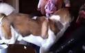 Σκύλος - φύλακας, κάνει επίθεση στην τηλεόραση για να προστατέψει το αφεντικό του! [video]