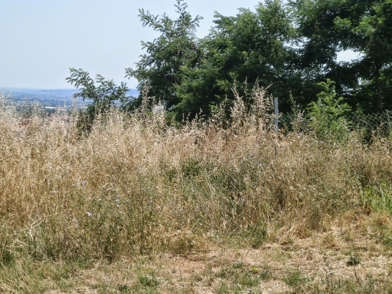 Ναρκοπέδιο η παιδική χαρά στη Χρύσα Ξάνθης – Κάθε βήμα και ένας κίνδυνος [photos] - Φωτογραφία 6