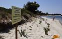 Ιδιοκτήτης οικοπέδου στη Χαλκιδική 'βάφτισε' ιδιωτική την παραλία και την περιέφραξε [photos] - Φωτογραφία 4