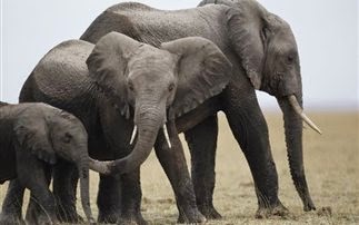 Περισσότεροι από 20.000 ελέφαντες της Αφρικής έπεσαν θύματα λαθροθηρίας το 2013 - Φωτογραφία 1