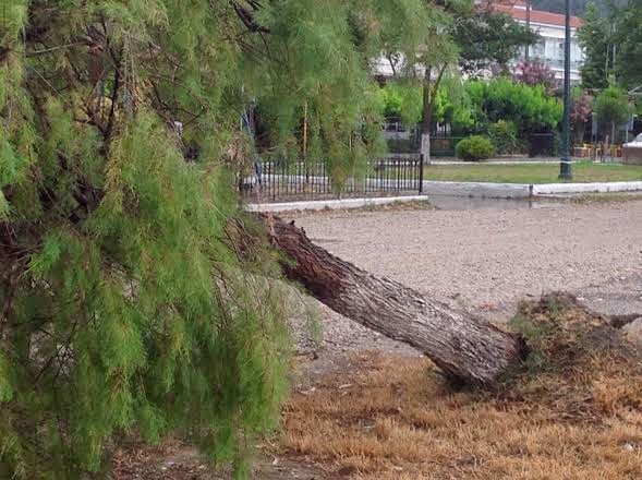 Ξερίζωσε δέντρα ο δυνατός χθεσινός αέρας στο Πευκί της Β. Ευβοίας [photos] - Φωτογραφία 2