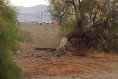 Ξερίζωσε δέντρα ο δυνατός χθεσινός αέρας στο Πευκί της Β. Ευβοίας [photos]