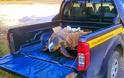 Έσωσαν χελώνα Caretta caretta στην Ηγουμενίτσα [photos] - Φωτογραφία 2