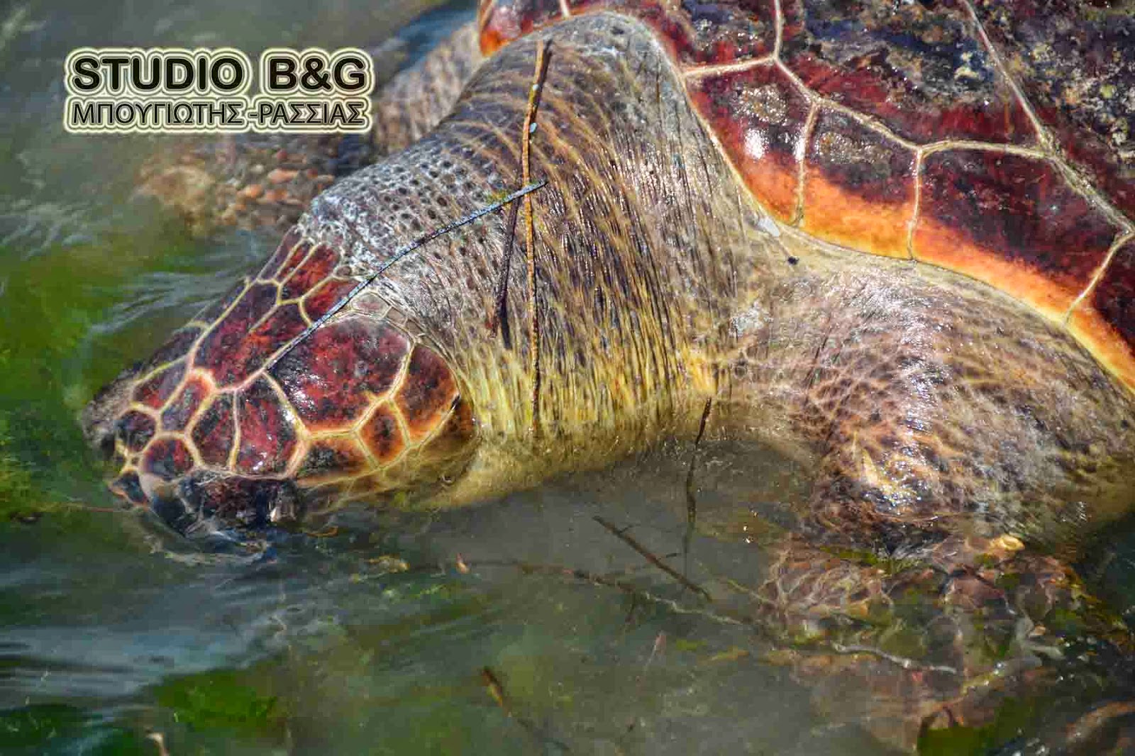 Βρέθηκε θαλάσσια χελώνα χτυπημένη στην παραλιακή Ναυπλίου νέας Κίου [photos] - Φωτογραφία 1