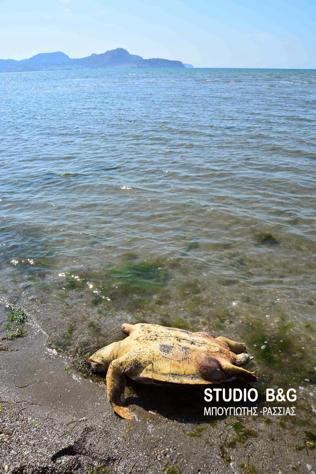 Βρέθηκε θαλάσσια χελώνα χτυπημένη στην παραλιακή Ναυπλίου νέας Κίου [photos] - Φωτογραφία 2