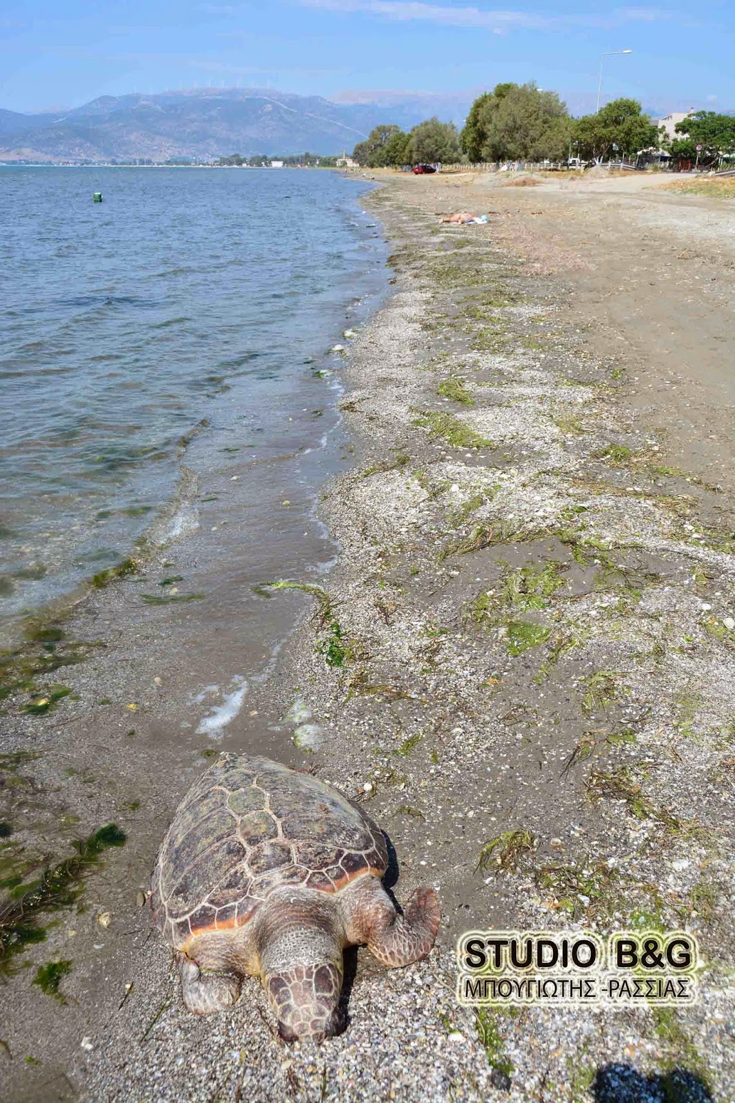 Βρέθηκε θαλάσσια χελώνα χτυπημένη στην παραλιακή Ναυπλίου νέας Κίου [photos] - Φωτογραφία 3