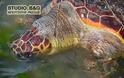 Βρέθηκε θαλάσσια χελώνα χτυπημένη στην παραλιακή Ναυπλίου νέας Κίου [photos]