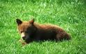 Αρκουδάκι βρέθηκε νεκρό στην περιοχή του Εθνικού Πάρκου Βόρειας Πίνδου