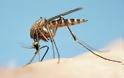 Τι συμβαίνει στον οργανισμό μας όταν μας τσιμπάει κουνούπι και πώς να το αντιμετωπίσουμε