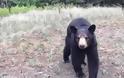 Δυο άντρες βγήκαν για τρέξιμο σε δασώδη περιοχή στον Καναδά και μια αρκούδα τους πήρε στο κυνήγι [video]