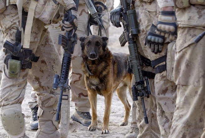 Οι σκύλοι του πολέμου - Φωτογραφία 1