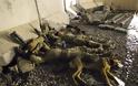 Οι σκύλοι του πολέμου - Φωτογραφία 12