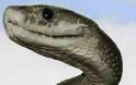 Πάτρα: Φίδι στα Ψηλαλώνια αναστάτωσε περιοίκους
