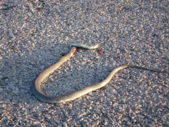 Πάτρα: Φίδι αναστάτωσε τα Ψηλά Αλώνια - Φωτογραφία 1