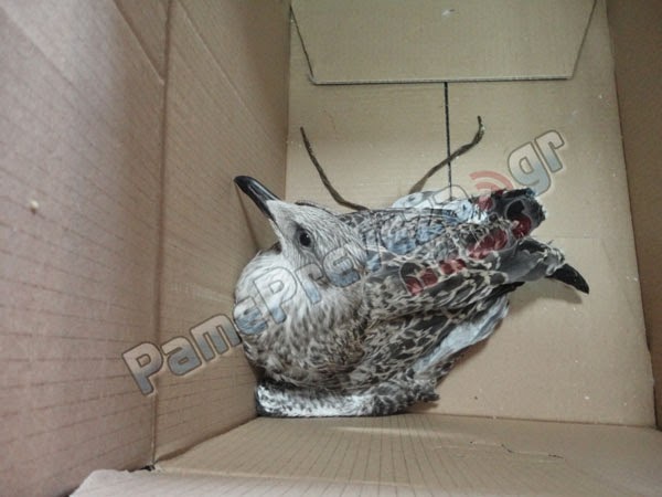 «Συνελήφθη»… γλάρος για διατάραξη κοινής ησυχίας! [photo] - Φωτογραφία 2