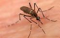 Δείτε τι συμβαίνει όταν σας τσιμπά ένα κουνούπι [Video]