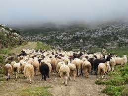 «Τσεκούρι» μέχρι 40% σε επιδοτήσεις κτηνοτρόφων, παραδέχεται ο Κουκουλόπουλος - Φωτογραφία 1