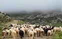 «Τσεκούρι» μέχρι 40% σε επιδοτήσεις κτηνοτρόφων, παραδέχεται ο Κουκουλόπουλος