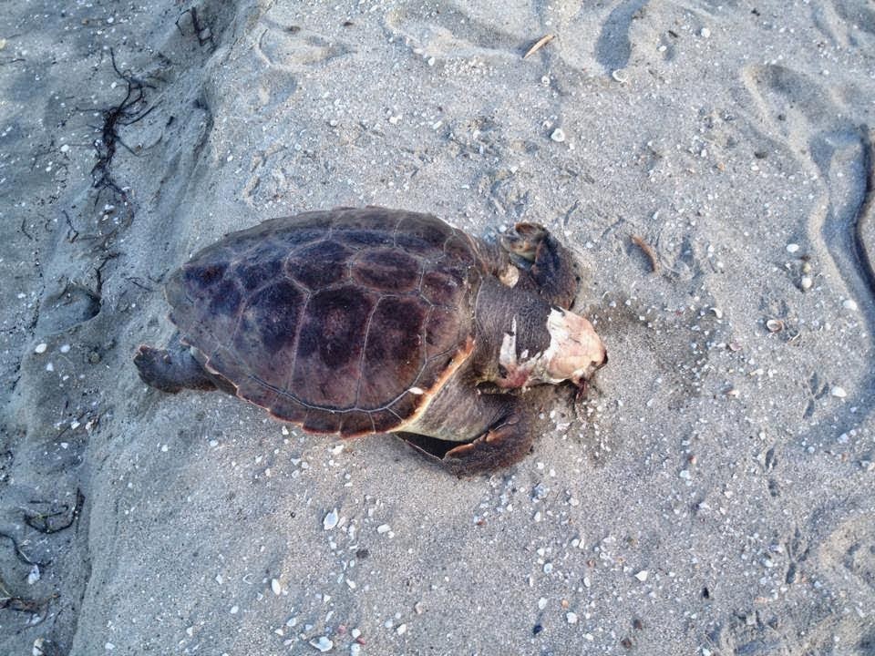 Ακόμα μια καρέτα καρέτα ξεβράστηκε νεκρή στην παραλία Δρέπανο Ηγουμενίτσας - Φωτογραφία 2