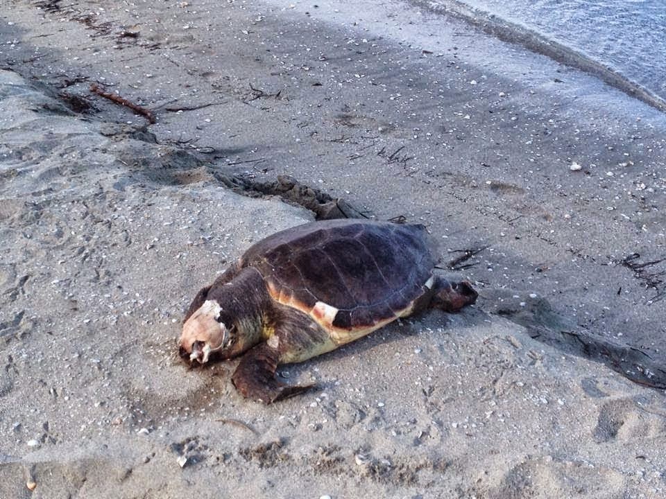 Ακόμα μια καρέτα καρέτα ξεβράστηκε νεκρή στην παραλία Δρέπανο Ηγουμενίτσας - Φωτογραφία 3
