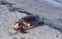 Ακόμα μια καρέτα καρέτα ξεβράστηκε νεκρή στην παραλία Δρέπανο Ηγουμενίτσας