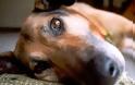 Μακάβριο θέαμα στο Βενιζέλειο Νοσοκομείο Ηρακλείου - Σκυλί βρέθηκε κρεμασμένο σε μια καρότσα