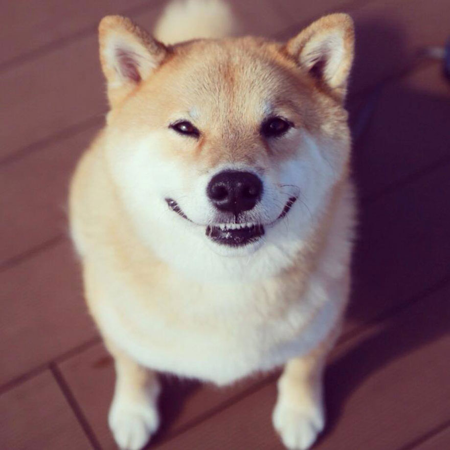 Αυτό είναι το πιο χαμογελαστό σκυλί του κόσμου με χιλιάδες θαυμαστές [photos] - Φωτογραφία 11