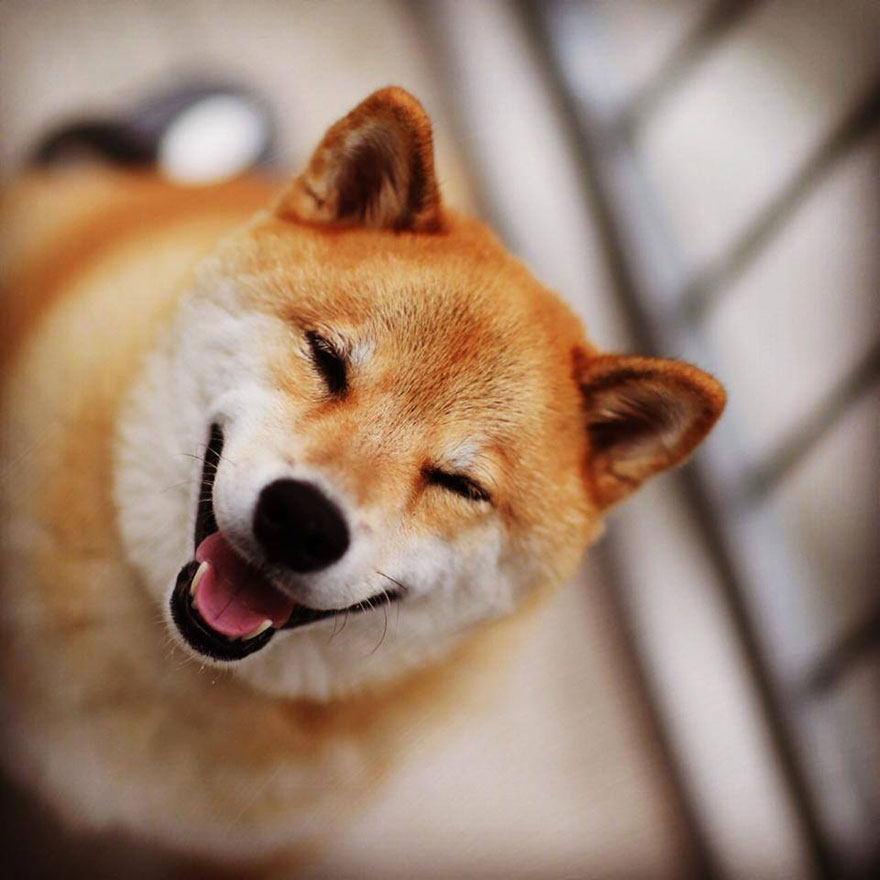 Αυτό είναι το πιο χαμογελαστό σκυλί του κόσμου με χιλιάδες θαυμαστές [photos] - Φωτογραφία 4