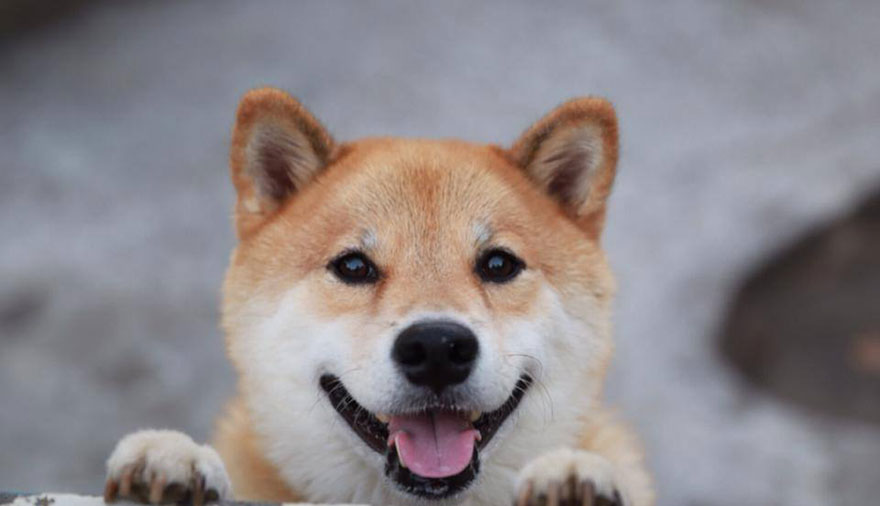 Αυτό είναι το πιο χαμογελαστό σκυλί του κόσμου με χιλιάδες θαυμαστές [photos] - Φωτογραφία 6