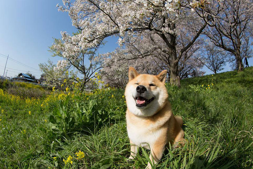Αυτό είναι το πιο χαμογελαστό σκυλί του κόσμου με χιλιάδες θαυμαστές [photos] - Φωτογραφία 9