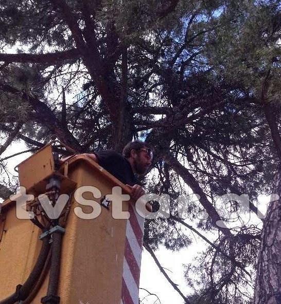 Κλήθηκαν Πυροσβεστική, δήμος και ιδιώτης προκειμένου να κατέβει γάτα από δέντρο! - Φωτογραφία 2