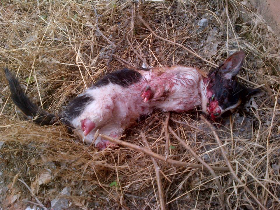 Ποιά ανθρωπόμορφα τέρατα μπορεί να έκαναν κάτι τέτοιο στο Ρετζίκι;(σκληρές εικόνες) - Φωτογραφία 2