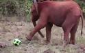 Χαριτωμένα ελεφαντάκια το ρίχνουν στο ποδόσφαιρο! [video]