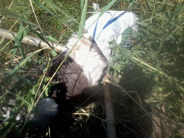 Διεστραμμένο τέρας έβαλε σακούλα στο κεφάλι του σκύλου του και τον έδεσε σε μία κολόνα [photos] - Φωτογραφία 2