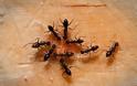 Καταπολέμησε τα μυρμήγκια στο σπίτι με 5 κινήσεις