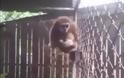 Μαϊμού χαστουκίζει γυναίκα και κλέβει το κινητό της! [video]