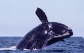 H σπανιότερη φάλαινα του κόσμου ανακάμπτει και οι Ιάπωνες επιστρέφουν