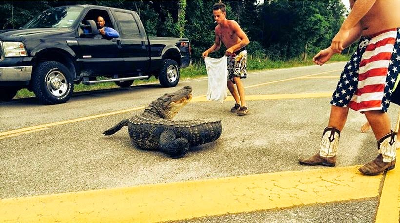 ΗΠΑ: Έτσι πήγε να βγάλει αλιγάτορα από το δρόμο και κατέληξε στο νοσοκομείο! - Προσοχή, σκληρές εικόνες - Φωτογραφία 1