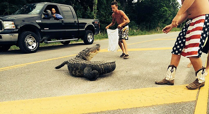 ΗΠΑ: Έτσι πήγε να βγάλει αλιγάτορα από το δρόμο και κατέληξε στο νοσοκομείο! - Προσοχή, σκληρές εικόνες - Φωτογραφία 7