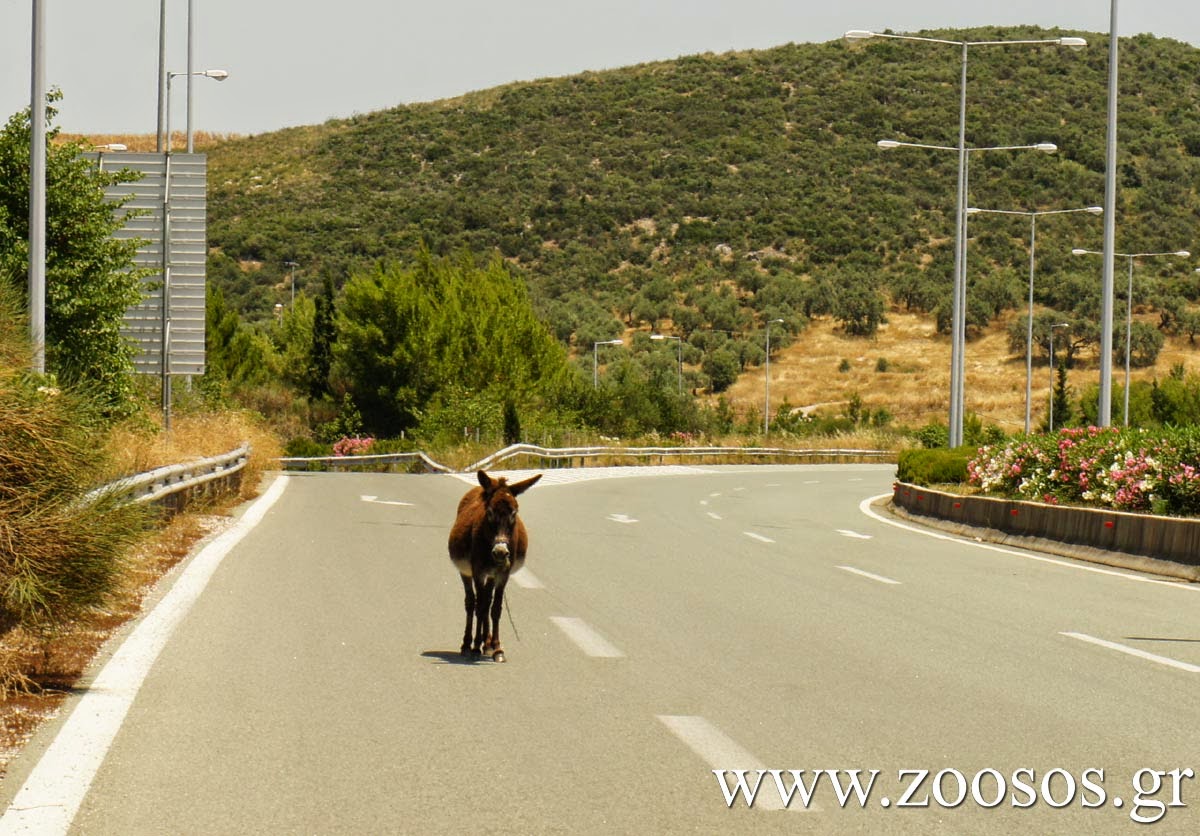 Αδέσποτο γαϊδούρι πάνω στην εθνική οδό! [photos] - Φωτογραφία 2