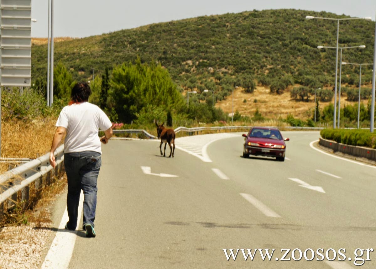 Αδέσποτο γαϊδούρι πάνω στην εθνική οδό! [photos] - Φωτογραφία 3