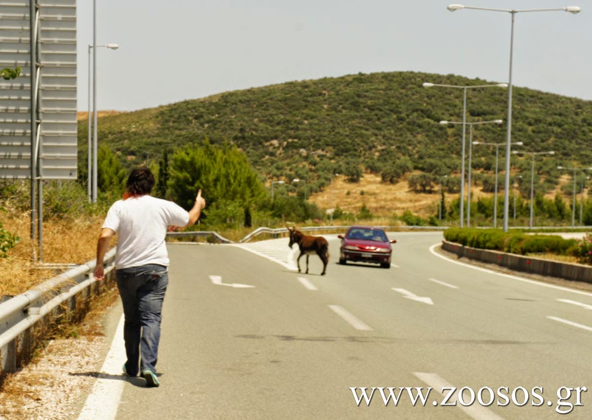 Αδέσποτο γαϊδούρι πάνω στην εθνική οδό! [photos] - Φωτογραφία 5