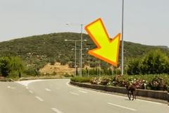 Αδέσποτο γαϊδούρι πάνω στην εθνική οδό! [photos]