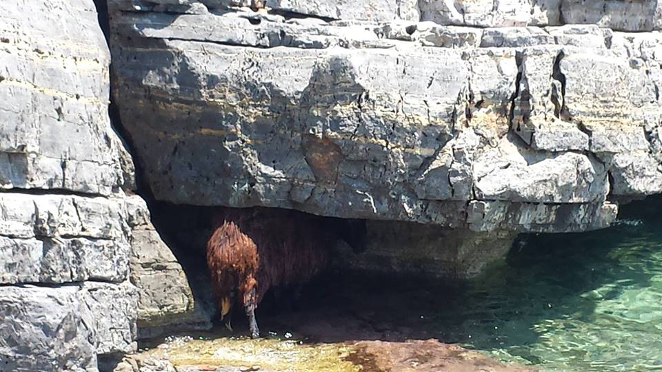 Και τα πρόβατα πήγαν για μπάνιο στο Αλιβέρι! [photos] - Φωτογραφία 2