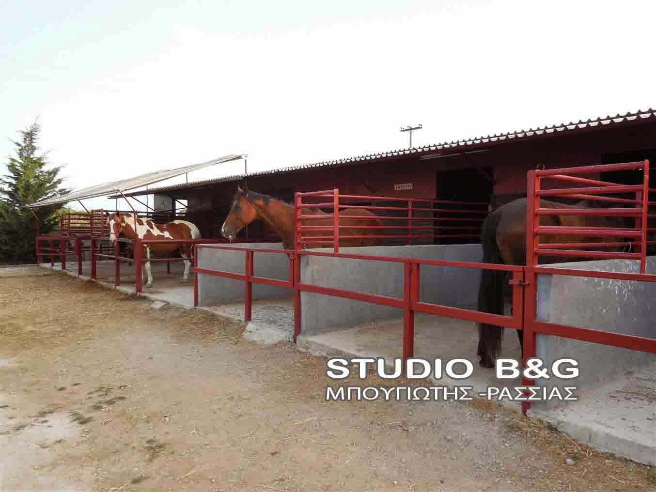 Ο σύλλογος ΑμΕΑ του Νομού Αργολίδας επισκέφτηκε τα άλογα στη Ν. Κίο - Φωτογραφία 5