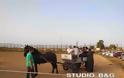 Ο σύλλογος ΑμΕΑ του Νομού Αργολίδας επισκέφτηκε τα άλογα στη Ν. Κίο - Φωτογραφία 4