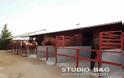 Ο σύλλογος ΑμΕΑ του Νομού Αργολίδας επισκέφτηκε τα άλογα στη Ν. Κίο - Φωτογραφία 5
