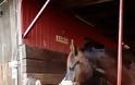 Ο σύλλογος ΑμΕΑ του Νομού Αργολίδας επισκέφτηκε τα άλογα στη Ν. Κίο - Φωτογραφία 8